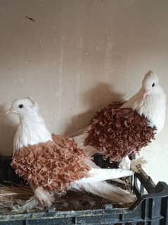 Impoted Birds Available All Pair Breeders Healthy and Active