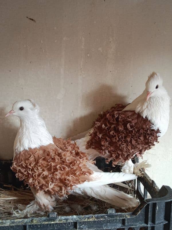 Impoted Birds Available All Pair Breeders Healthy and Active 0