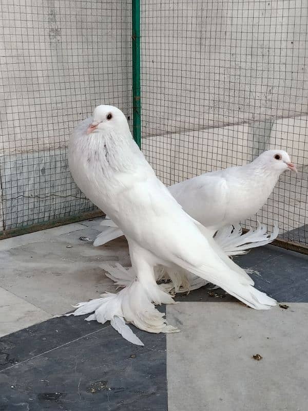 Impoted Birds Available All Pair Breeders Healthy and Active 2