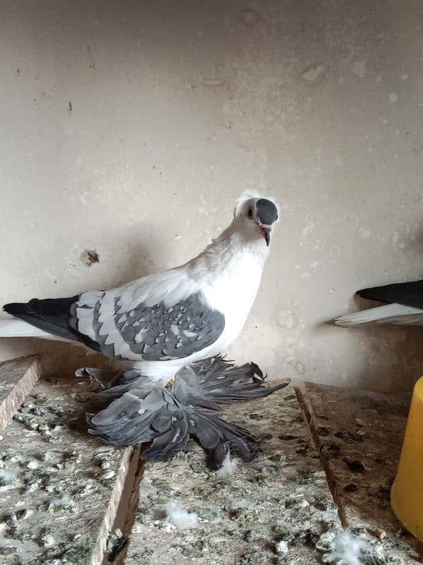 Impoted Birds Available All Pair Breeders Healthy and Active 3