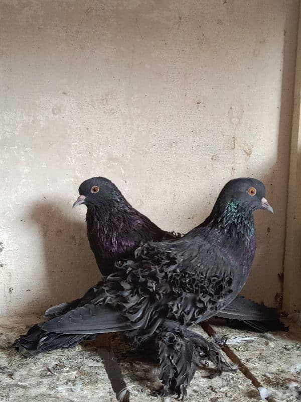 Impoted Birds Available All Pair Breeders Healthy and Active 4