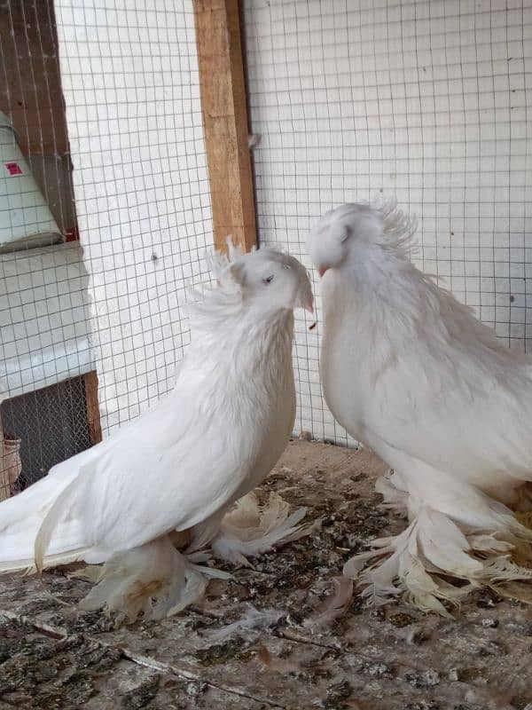 Impoted Birds Available All Pair Breeders Healthy and Active 6