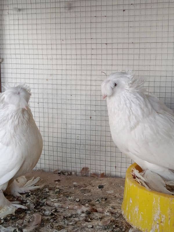 Impoted Birds Available All Pair Breeders Healthy and Active 7