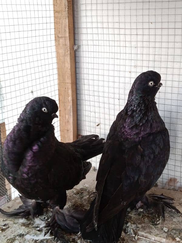 Impoted Birds Available All Pair Breeders Healthy and Active 8