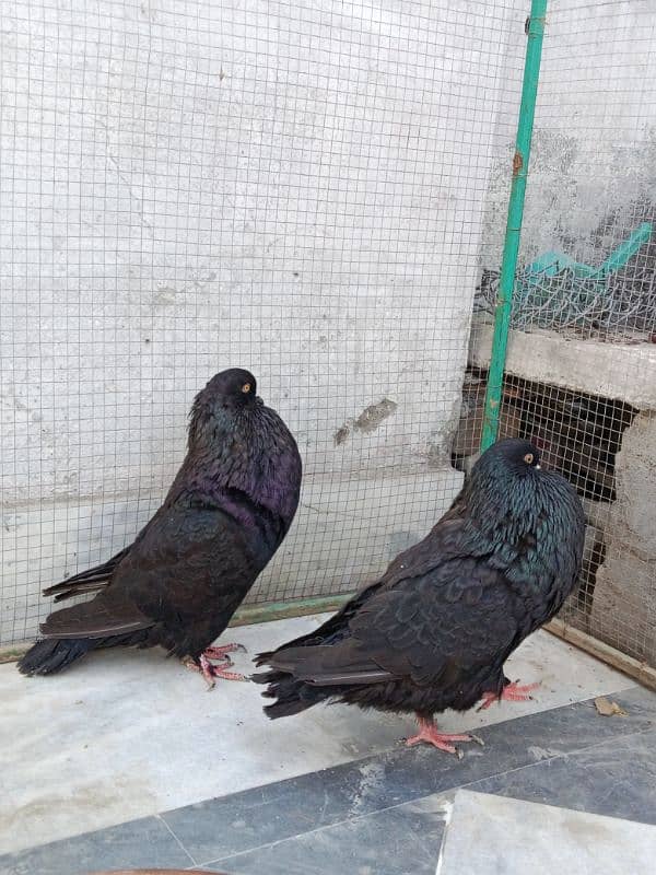 Impoted Birds Available All Pair Breeders Healthy and Active 9