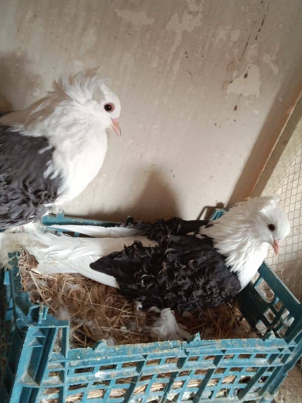 Impoted Birds Available All Pair Breeders Healthy and Active 10