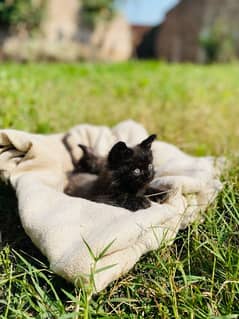 Persian kittens pair