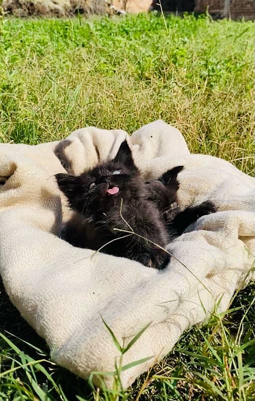 Persian kittens pair 1