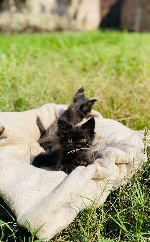 Persian kittens pair 2