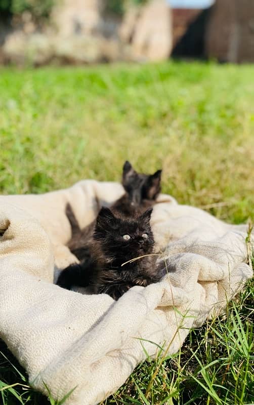 Persian kittens pair 3