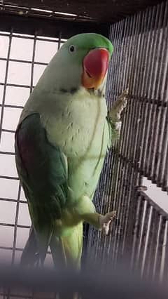 kashmiri Raw parrot/ alexandrine parrot