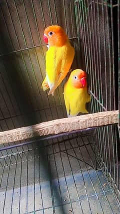 love birds Pair with cage