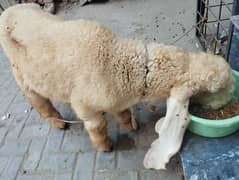 Kajla | Chatra | کجلا۔ | Goat | Bakry | بکرا | sheep for sale