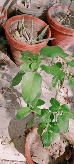 Plant of Tulsi  ,1 plant ,age =2 months 0