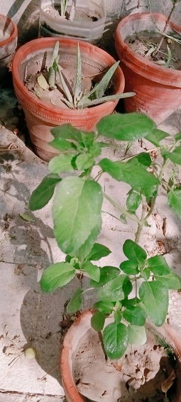 Plant of Tulsi  ,1 plant ,age =2 months 0