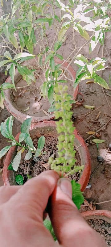 Plant of Tulsi  ,1 plant ,age =2 months 1