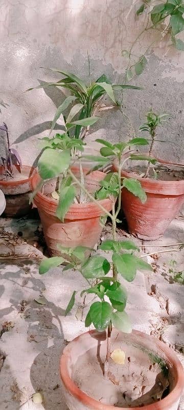 Plant of Tulsi  ,1 plant ,age =2 months 2