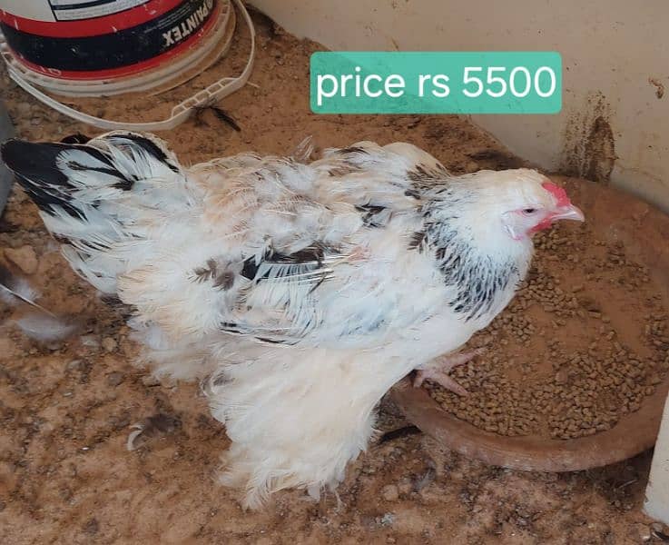 Berahma  fancy hen chick Light brahma Dark Brahma  Brehma fency chicks 5