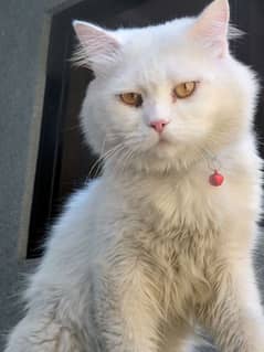 Persian male cat