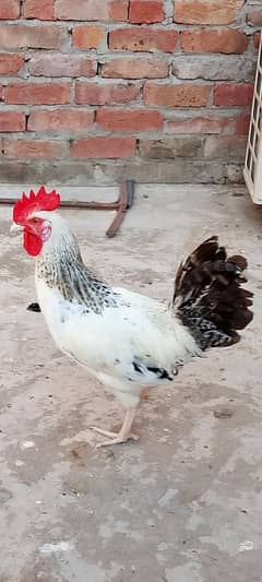 Desi male breader for sale and cage price lag hy 0325-7671549