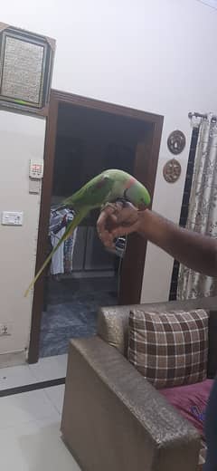 Green male parrot