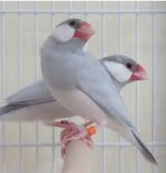 white java silver java grey java breeder pair for sale