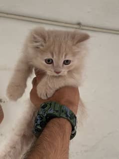 persian kittens for sale