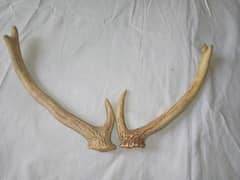 DEER REAL HORNS NEW REAL DEER HORNS