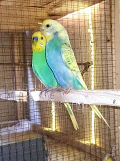 Rainbow Budgies Pair