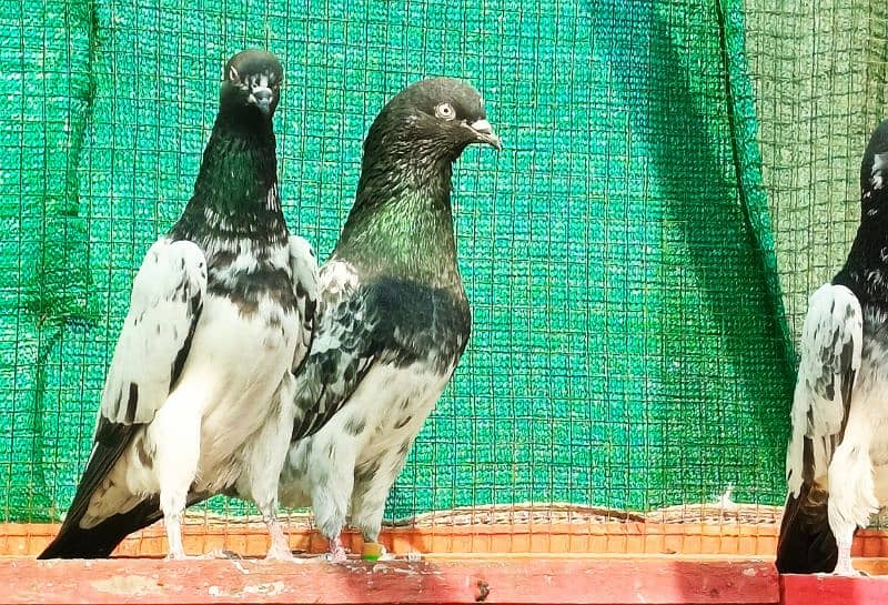 High Quality Granted Resultid Breeder Pair 5