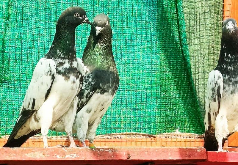 High Quality Granted Resultid Breeder Pair 9