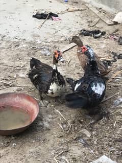 Muscovy ducks male