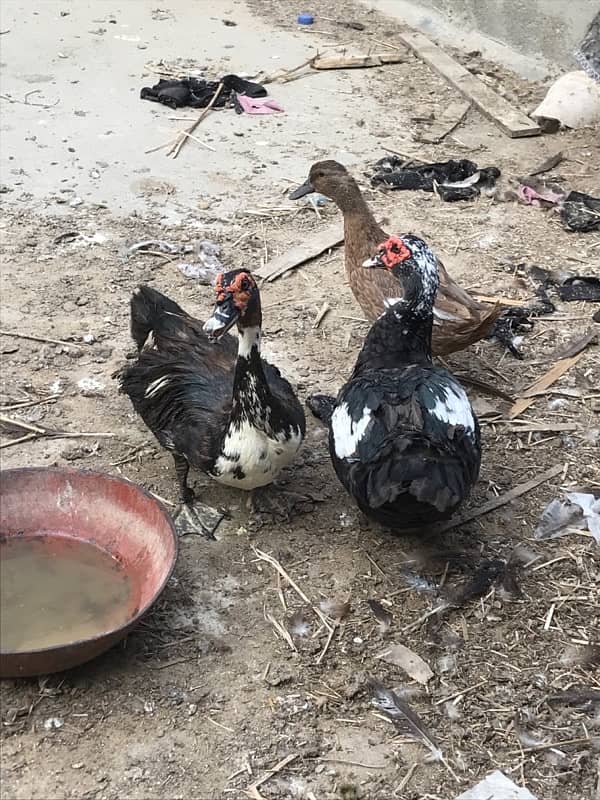 Muscovy ducks male 7