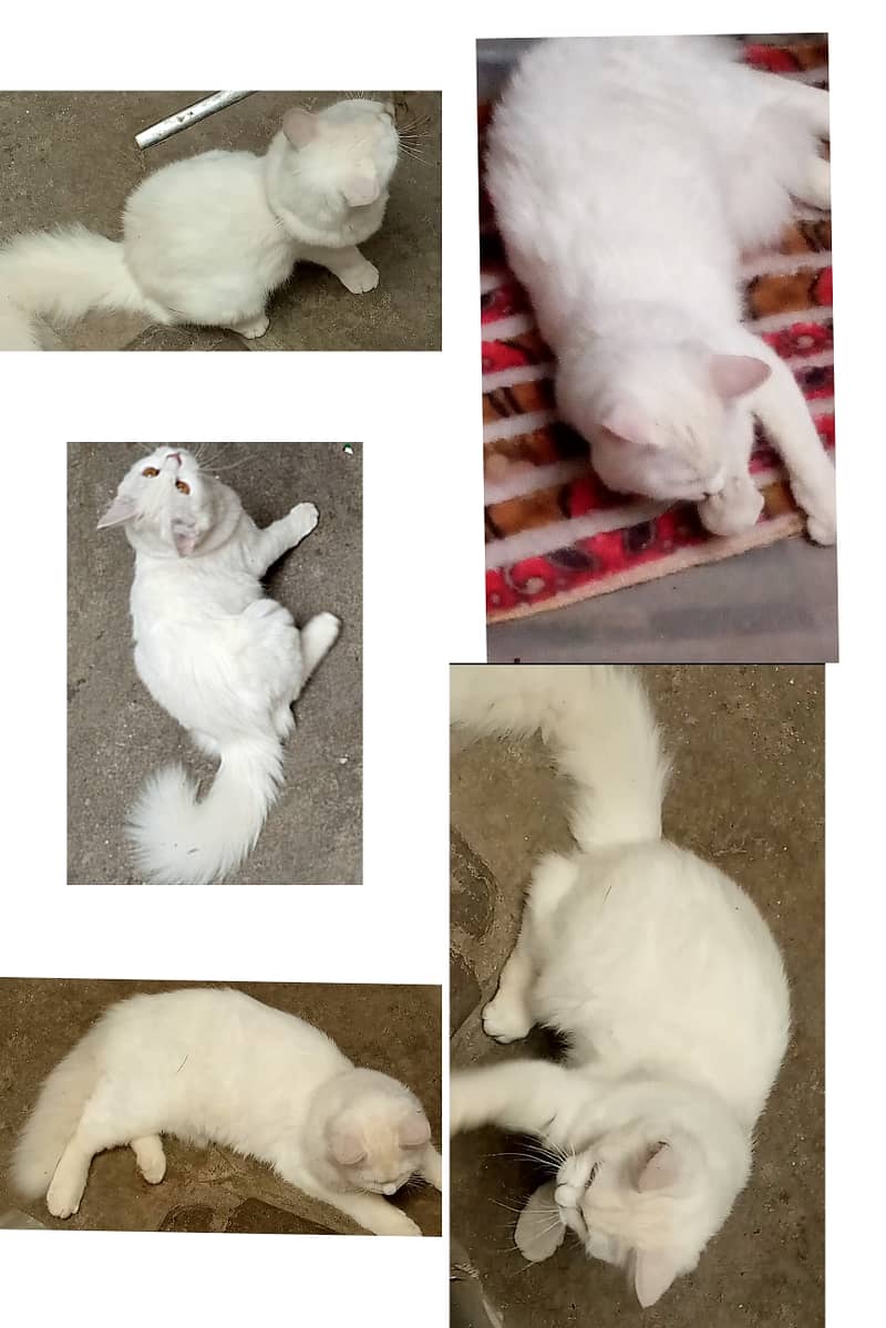 White persian female on sale 0