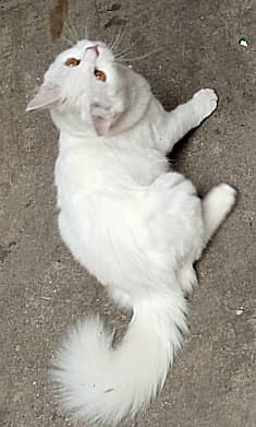 White persian female on sale 1