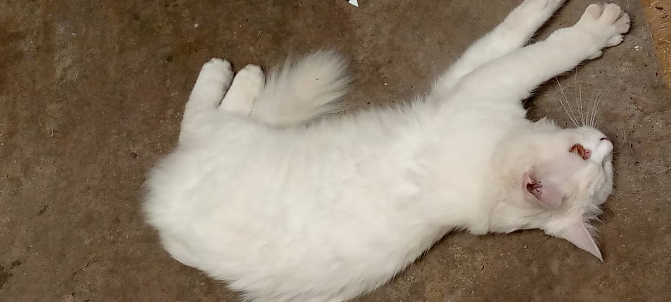 White persian female on sale 3