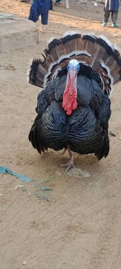 turkey breedar male for sale