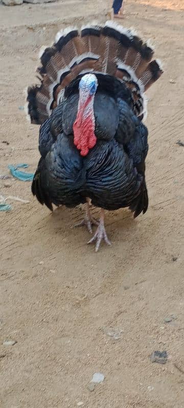 turkey breedar male for sale 1