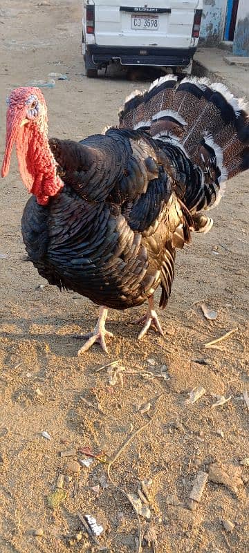 turkey breedar male for sale 2