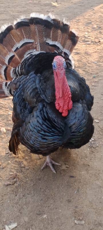 turkey breedar male for sale 3