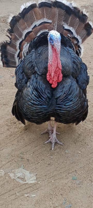 turkey breedar male for sale 4