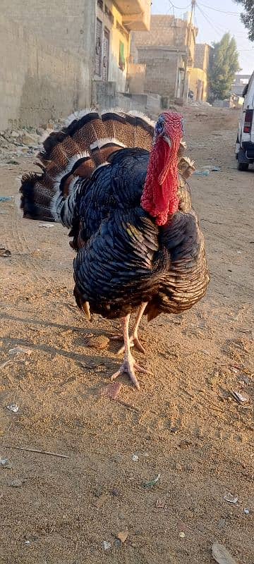 turkey breedar male for sale 6