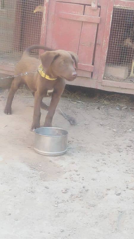 Brown labrador 1