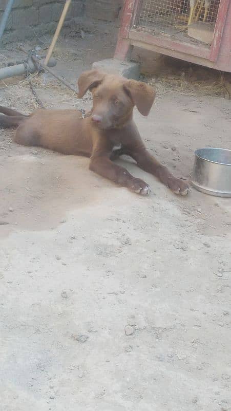 Brown labrador 2