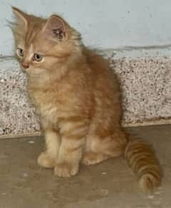 Russian cat golden color golden eyes for sale 15000 only contact