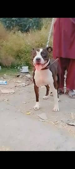 American pitbull Dog | pitbull Male Dog For Sale 0