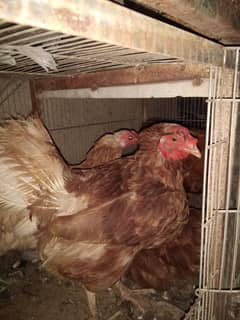 Lohman Brown Hen | Egg lying | Aseel-Fertile lmtd_Eggs | Lakha Color