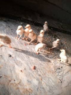 aseel/chicks aseel/hen aseel/murgi aseel/choza aseel/murga desi /hen