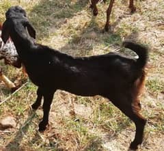 1 black bakra and 2  bakrees