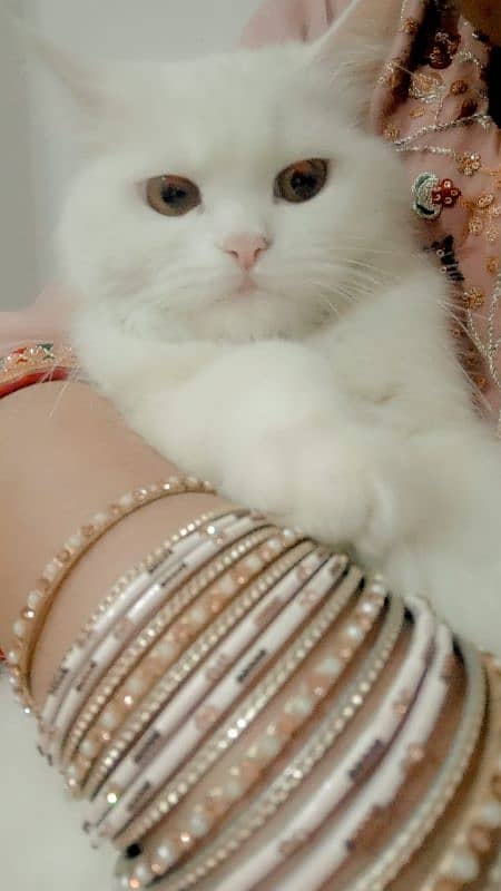 Persian cat 1